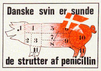 Danske svin er sunde de strutter sundhed. I - Gladsaxe